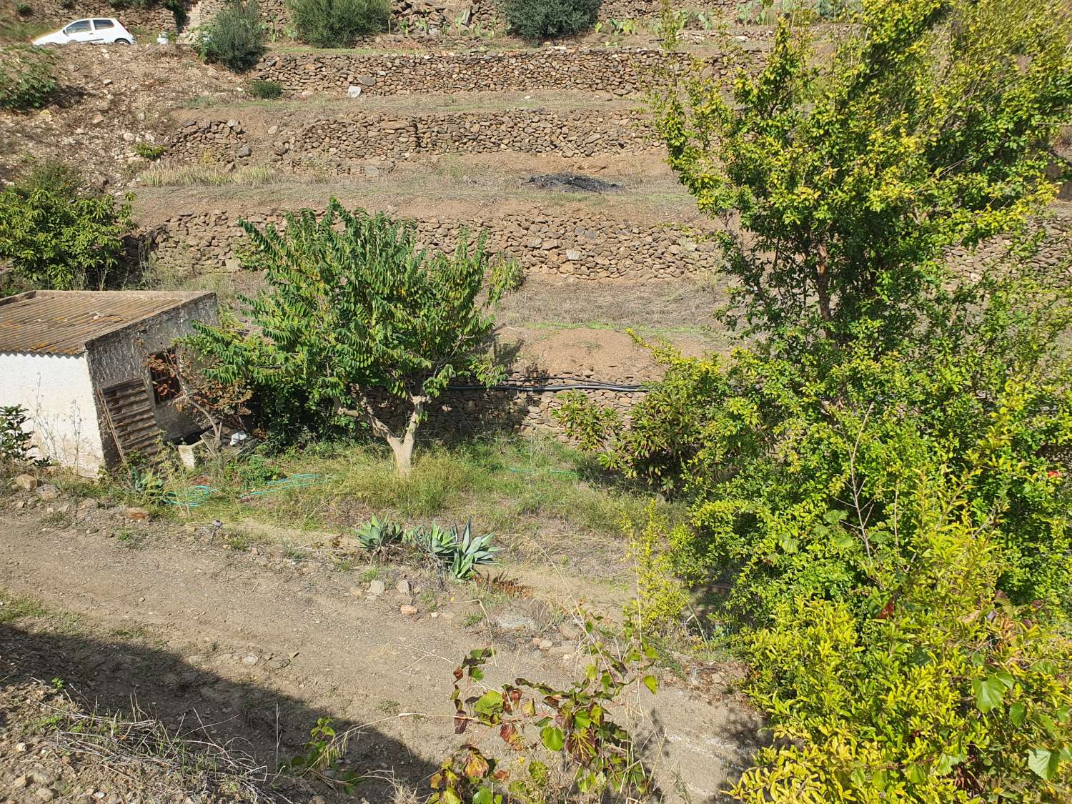 RUSTIC PLOT ORGANIC SOWING