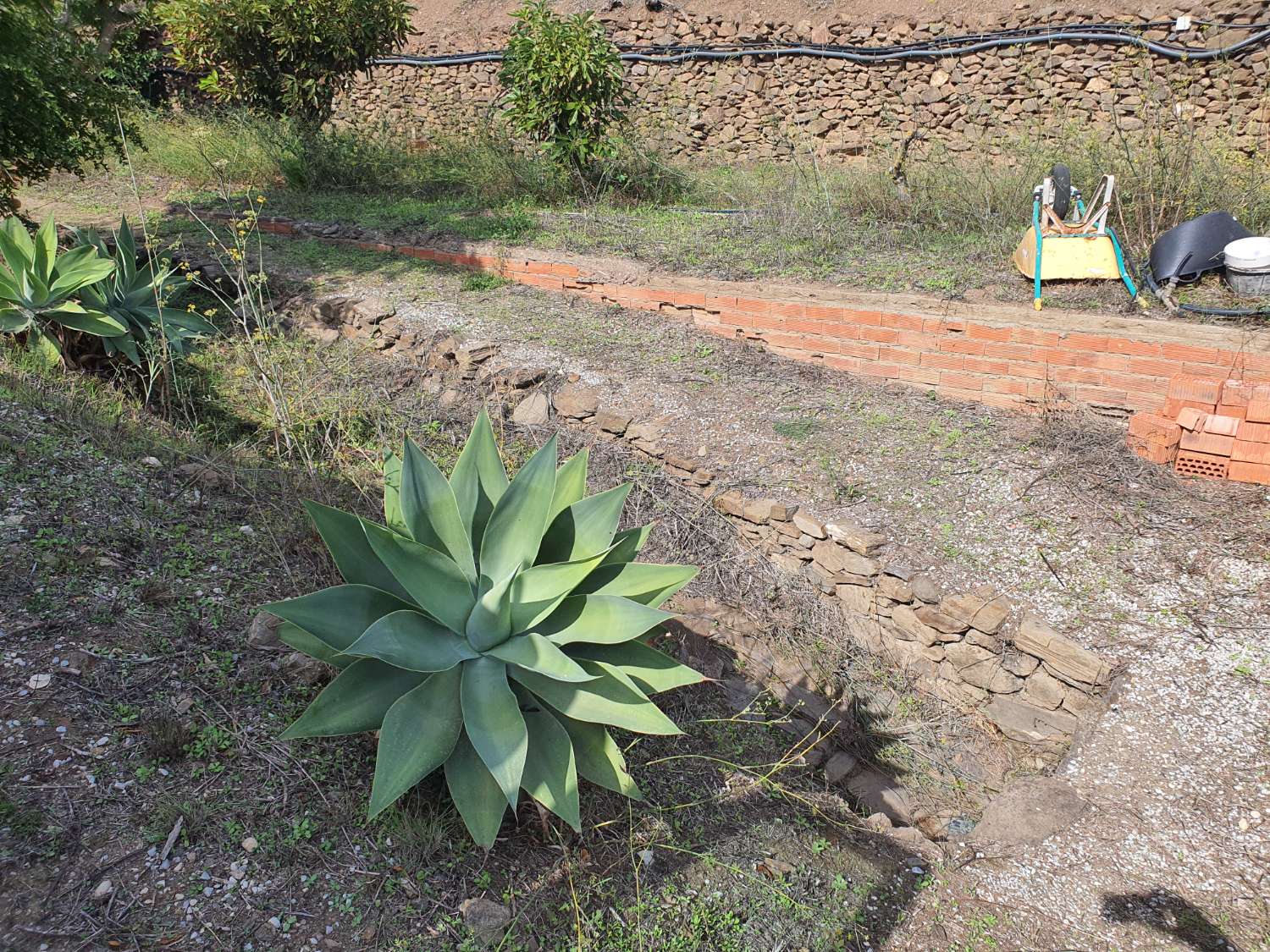 RUSTIC PLOT ORGANIC SOWING